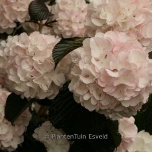Viburnum plicatum 'Rosace'