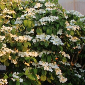 Viburnum plicatum 'Shasta'