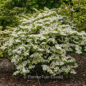 Viburnum plicatum 'Shoshoni'
