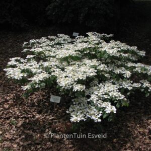 Viburnum plicatum 'St. Keverne'
