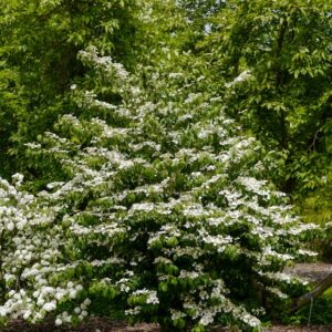 Viburnum plicatum 'Summer Snowflake'