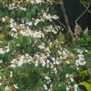 Viburnum plicatum 'Watanabe'