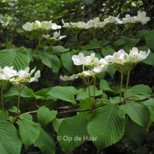Viburnum plicatum tomentosum