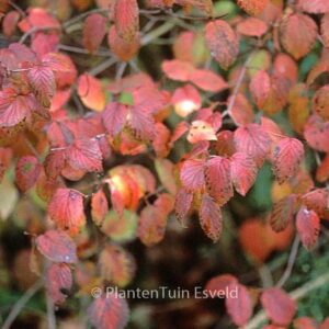 Viburnum rafinesquianum
