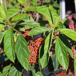 Viburnum ternatum