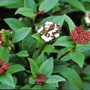 Viburnum tinus 'Purpureum'