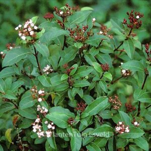 Viburnum tinus 'Spring Bouquet'