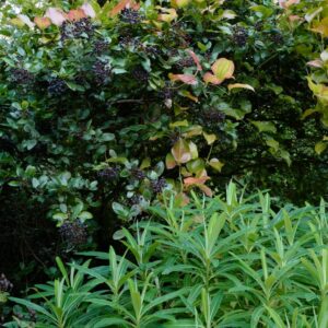 Viburnum tinus subcordatum