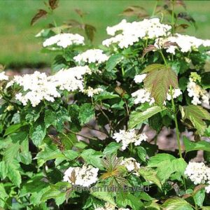 Viburnum urceolatum