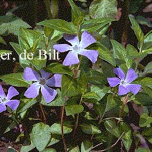 Vinca major 'Reticulata'