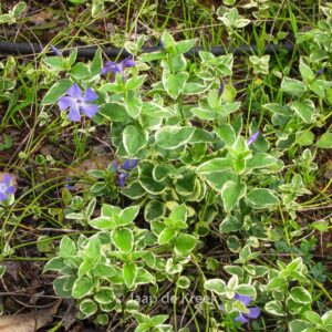 Vinca major 'Variegata'