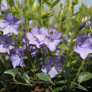 Vinca minor