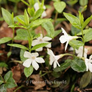 Vinca minor 'Alba'
