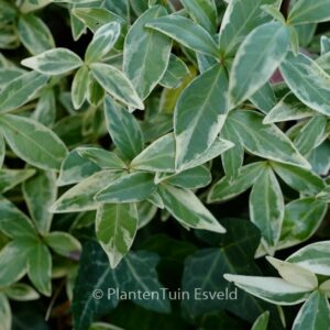 Vinca minor 'Argenteovariegata'