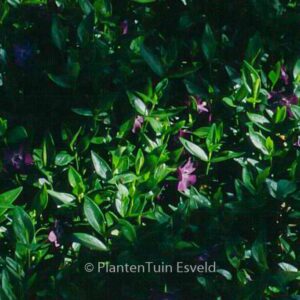 Vinca minor 'Atropurpurea'