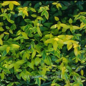 Vinca minor 'Aureovariegata'