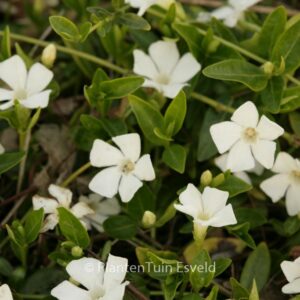Vinca minor 'Elisa'