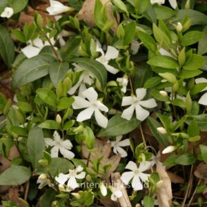 Vinca minor 'Gertrude Jekyll'