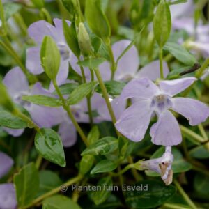 Vinca minor 'Josefine'