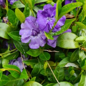 Vinca minor 'La Grave'