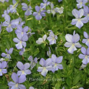 Viola 'Boughton Blue'