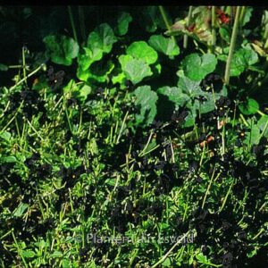 Viola 'Molly Sanderson'