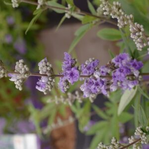 Vitex 'Summertime Blues'