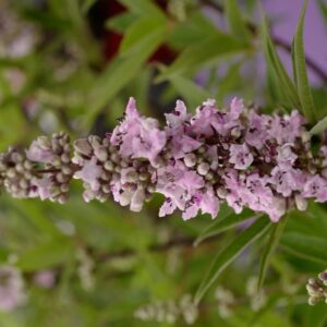 Vitex agnus-castus 'Pink Pinnacle'