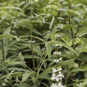 Vitex agnus-castus 'Silver Spire'