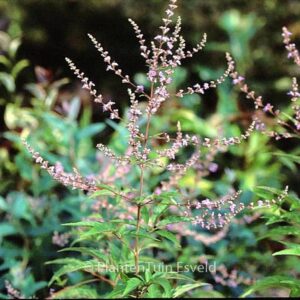 Vitex negundo 'Heterophylla'