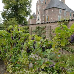 Vitis vinifera 'Boskoop Glory'