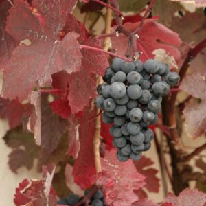 Vitis vinifera 'Purpurea'