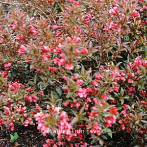 Weigela 'Bokrashine' (NAOMI CAMPBELL)