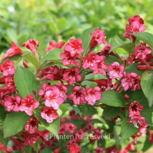 Weigela 'Bristol Ruby'