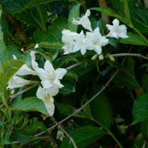 Weigela 'Candida'