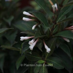 Weigela 'Courtacad1' (BLACK AND WHITE)