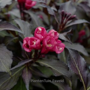 Weigela 'Electric Love'