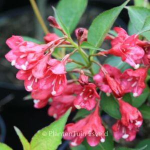 Weigela 'Eva Rathke'