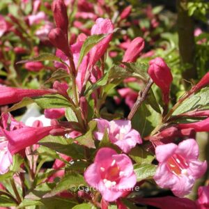 Weigela 'Minuet'