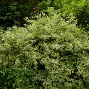 Weigela 'Nana Variegata'