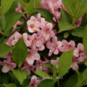 Weigela 'Piccolo'
