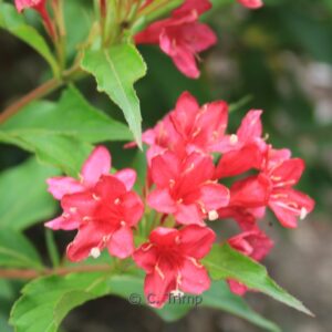 Weigela 'Red Prince'