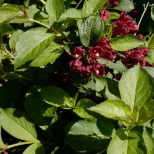 Weigela 'Slingco 2' (CHERRY LOVE)