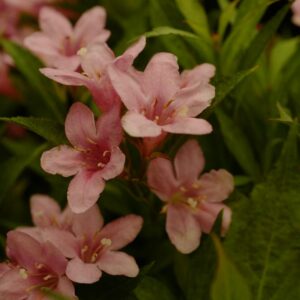 Weigela 'TVP2' (PICOBELLA ROSA)