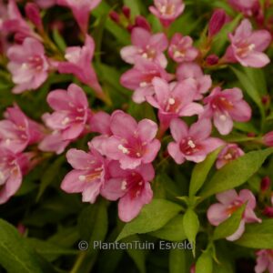 Weigela 'TVP3' (PICOBELLA ROSSO)