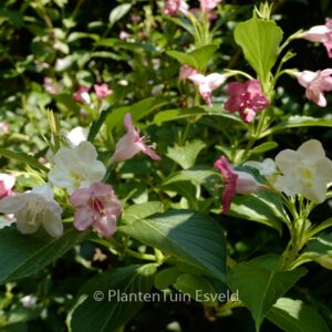 Weigela coraeensis