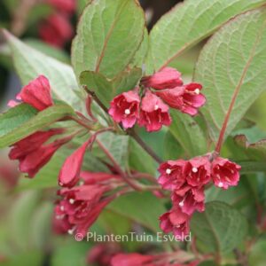 Weigela floribunda