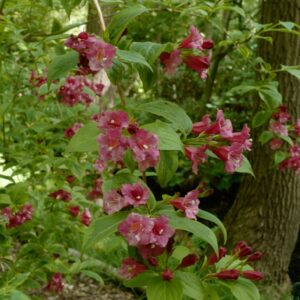Weigela florida 'Brigela' (FRENCH LACE) (MOULIN ROUGE)