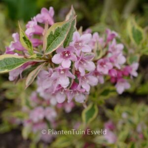 Weigela florida 'Kolmagira' (MAGICAL RAINBOW)