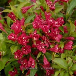 Weigela florida 'Slingco 1' (All Summer Red)